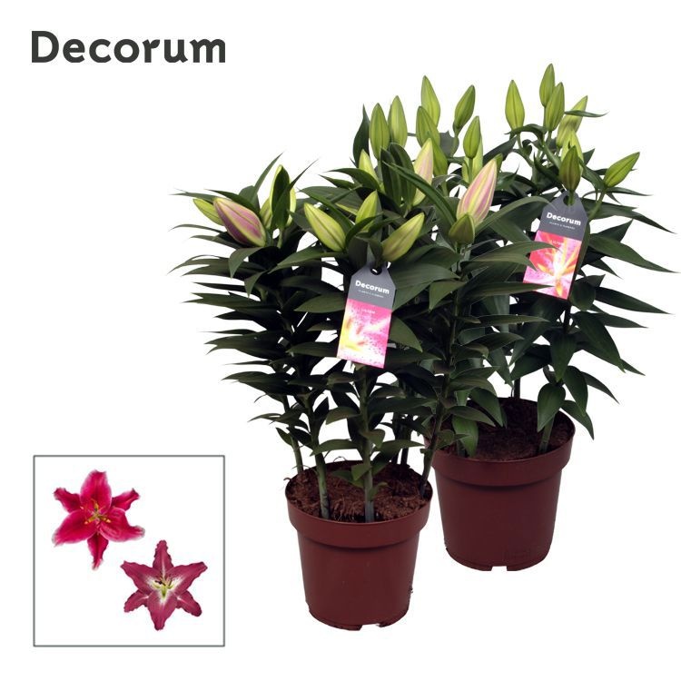 Lilium Oriental Pink 19cm full CC, D 19
