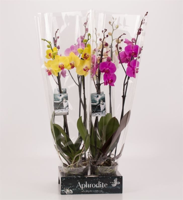 Phalaenopsis gemengd 2 tak mix Goddess, D 12