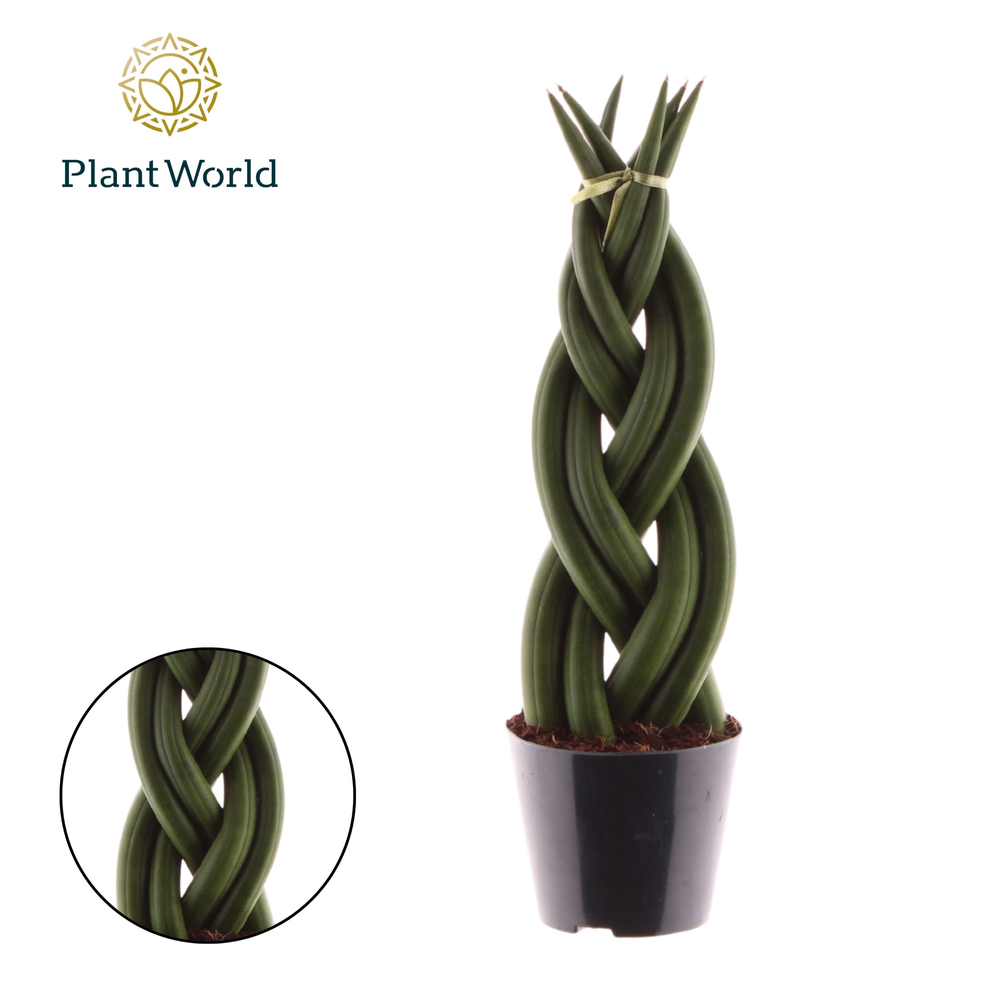 Sansevieria cylindrica 'Twist', D 8,5