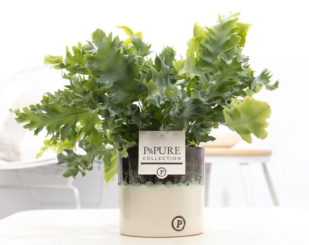 Phlebodium Davana in P&PURE Illusion cer. perfectly imperfectab, D 12