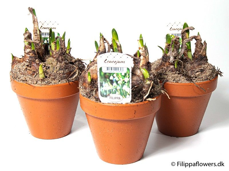 LEUCOJUM AESTIVUM, D 12