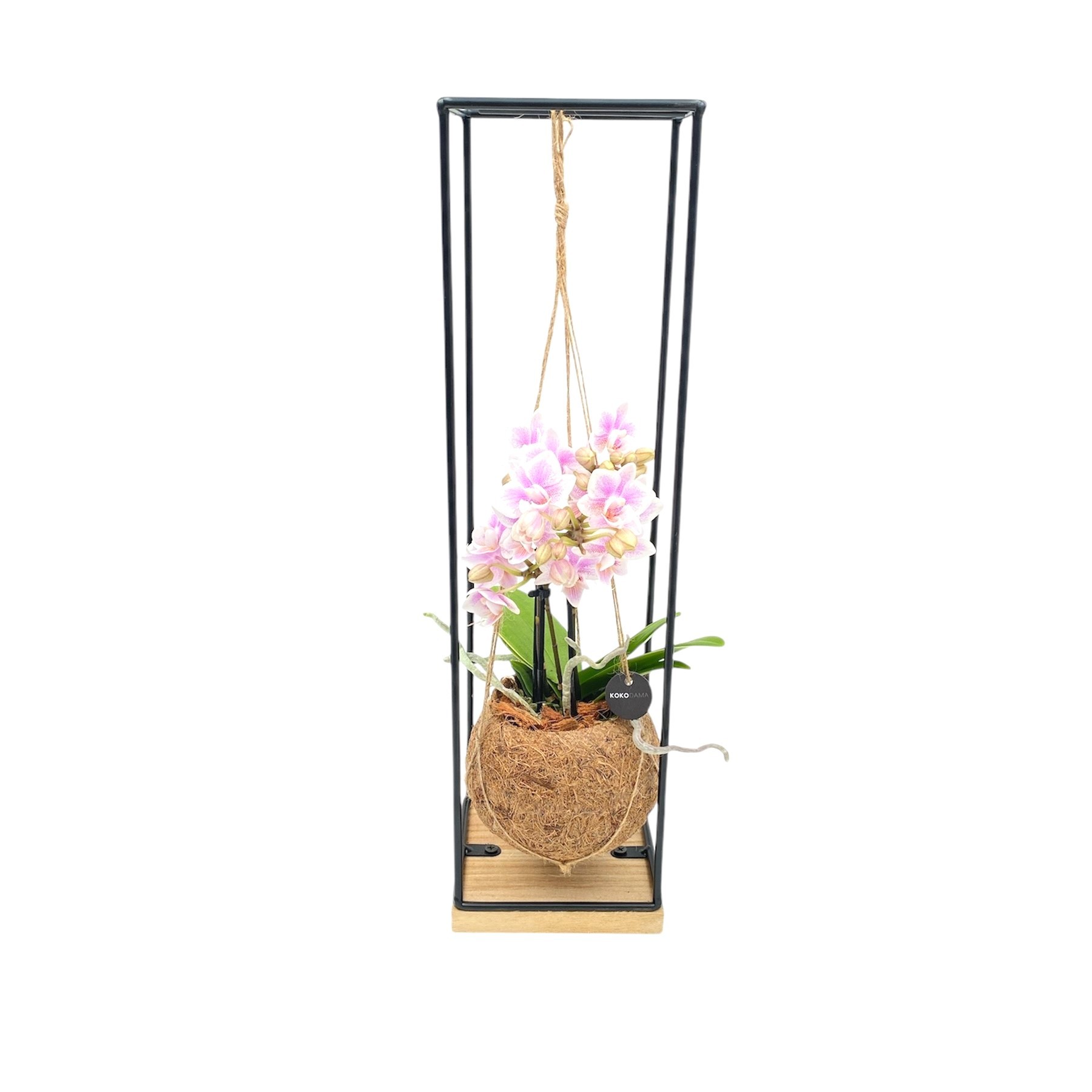Kokodama 12 cm Hanging Industrial Orchid 2 Tak, D 12