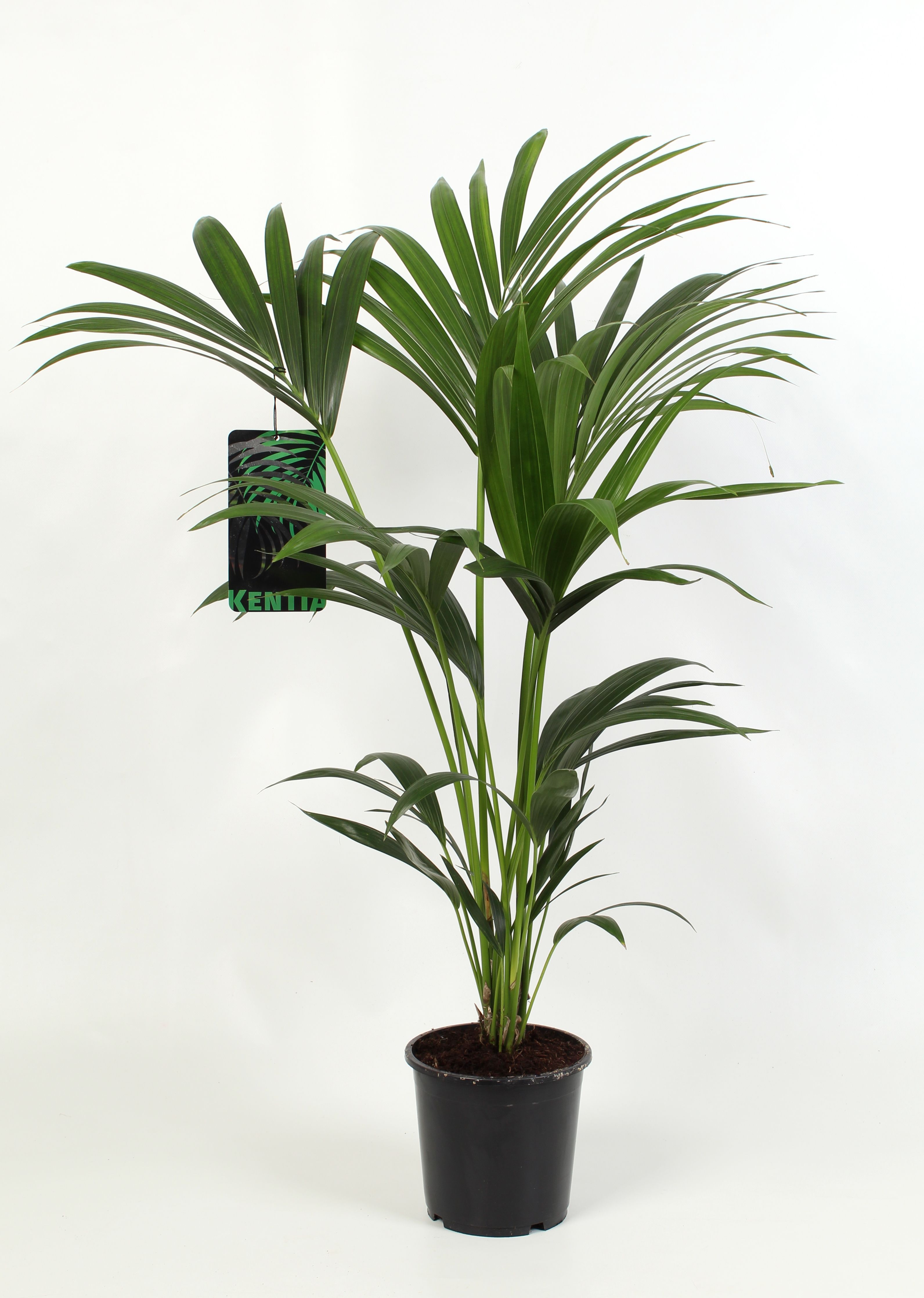 Kentia-Howea Forsteriana, 4 stek p/pot, D 17