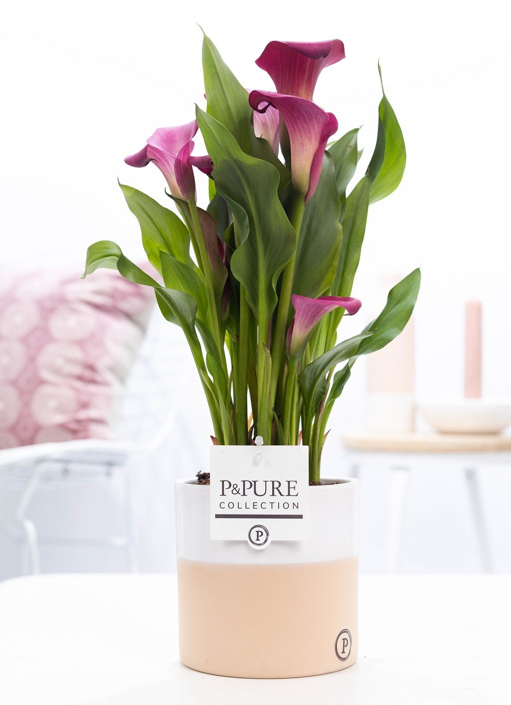 Zantedeschia pink in P&PURE Rosy ceramics, D 12