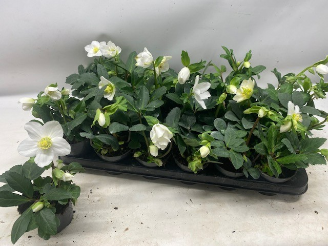 Helleborus niger - FBA® - Little Star - P9 L, D 9 cm