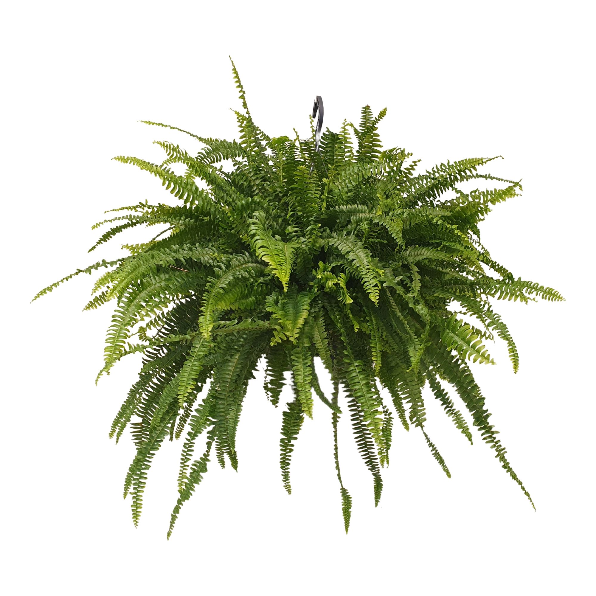 Nephrolepis Green Lady, D 30