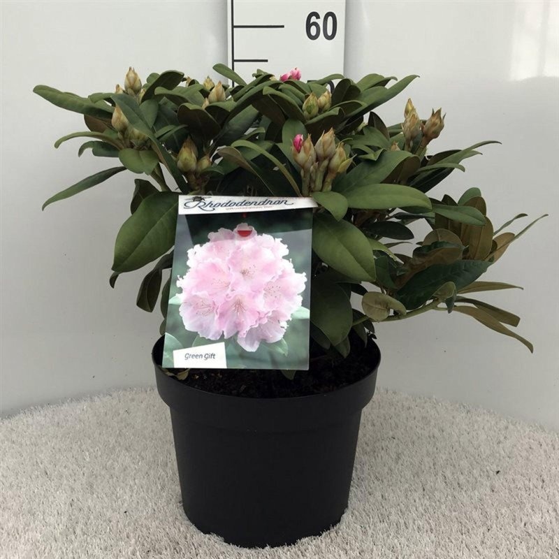 Rhododendron (Y) 'Doc', D 29
