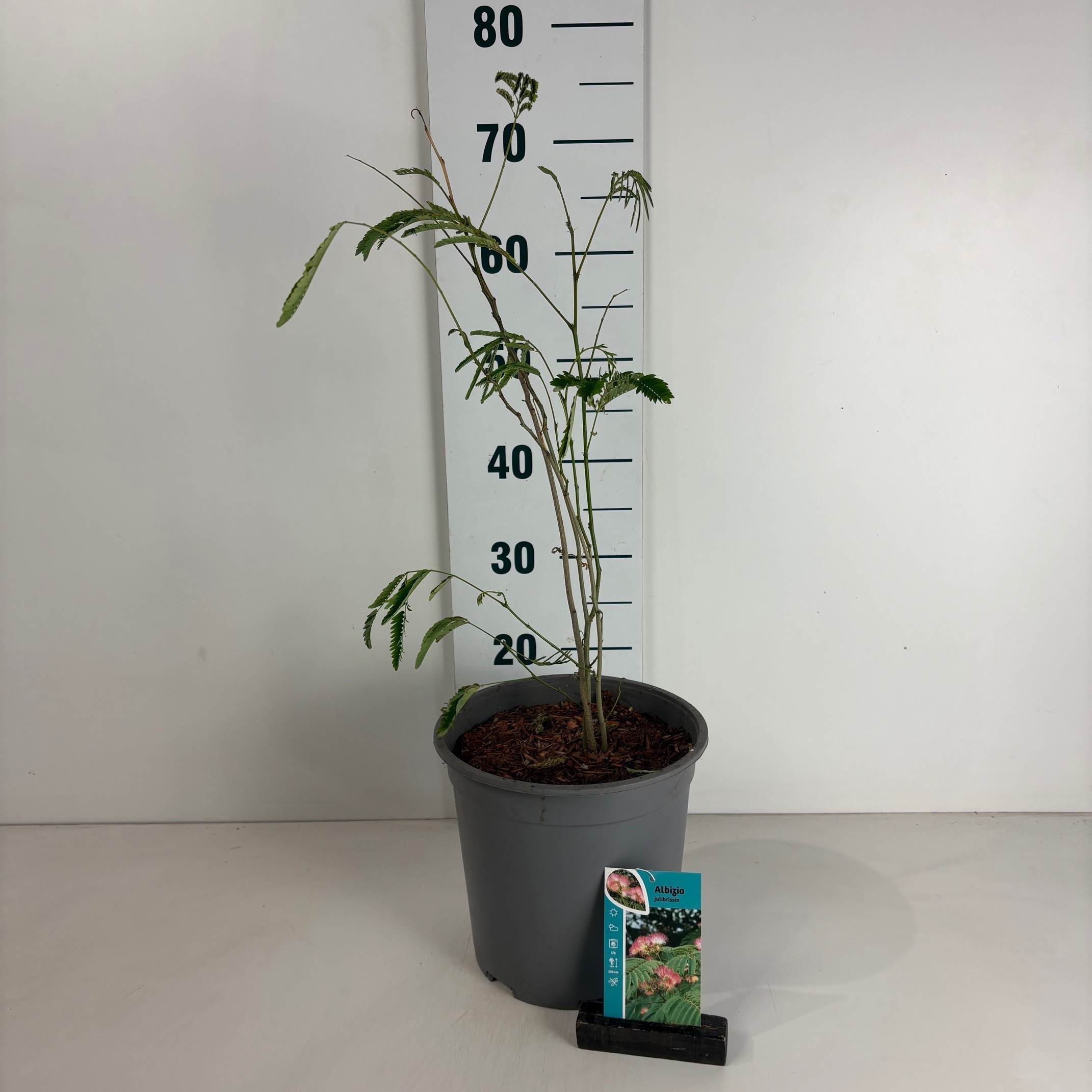 Albizia julibrissin, D 24