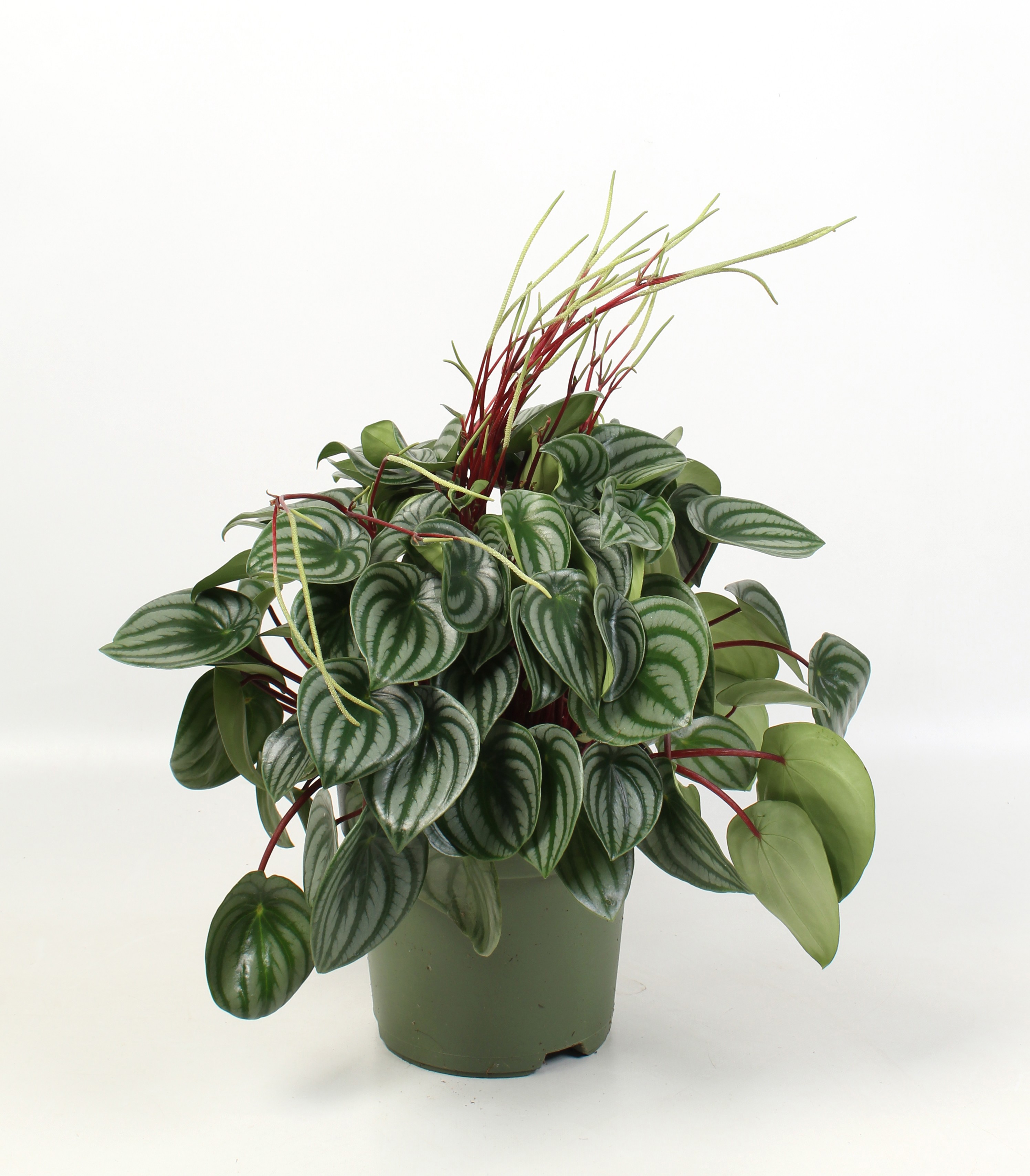 Peperomia Argyreia, D 21