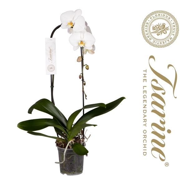 Phal p15 cascade wit 1T, D 15