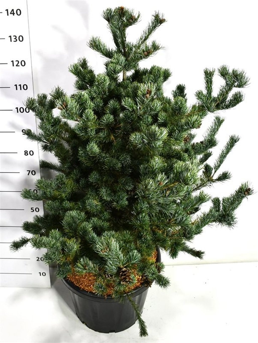 Pinus parv. 'Tempelhof', D 48