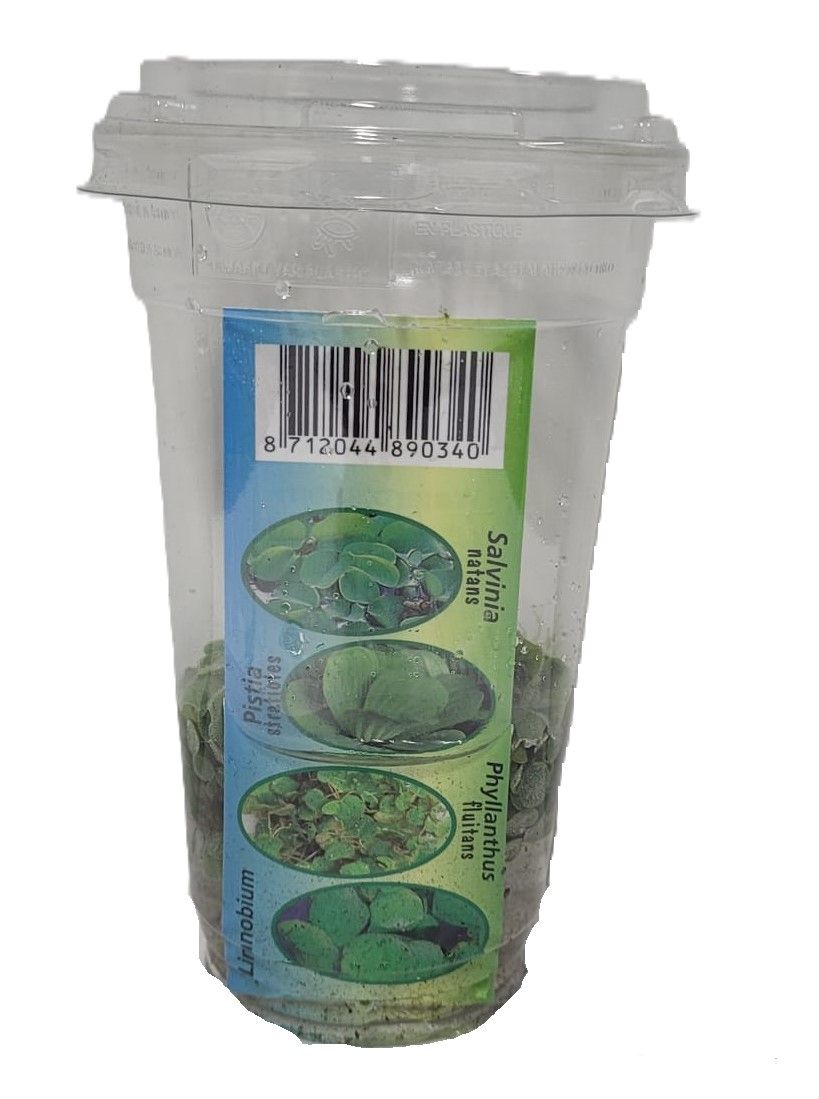 212 - azolla coroliniana, D 9