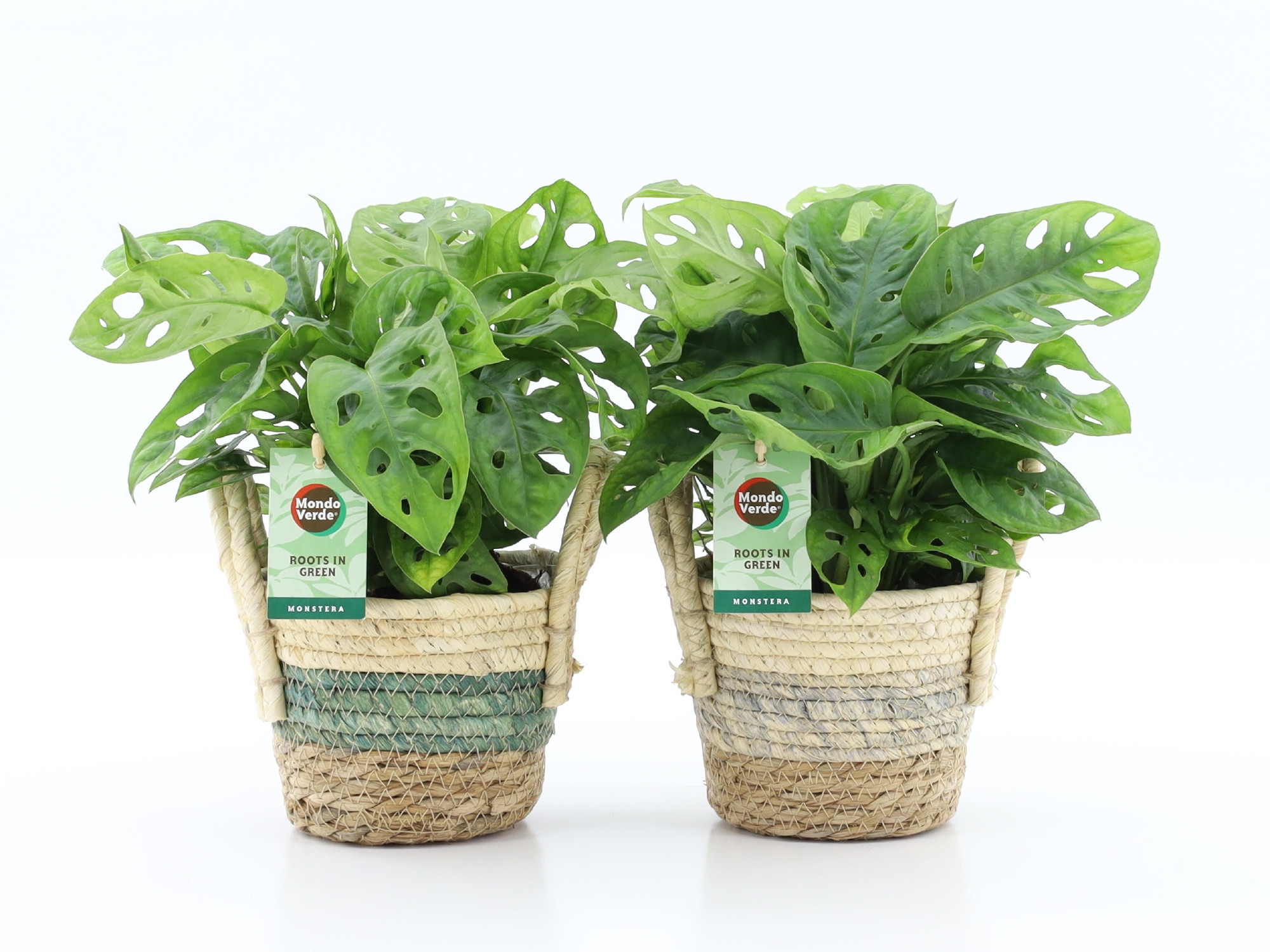 Monstera Adansonii in Noah Lines, D 14