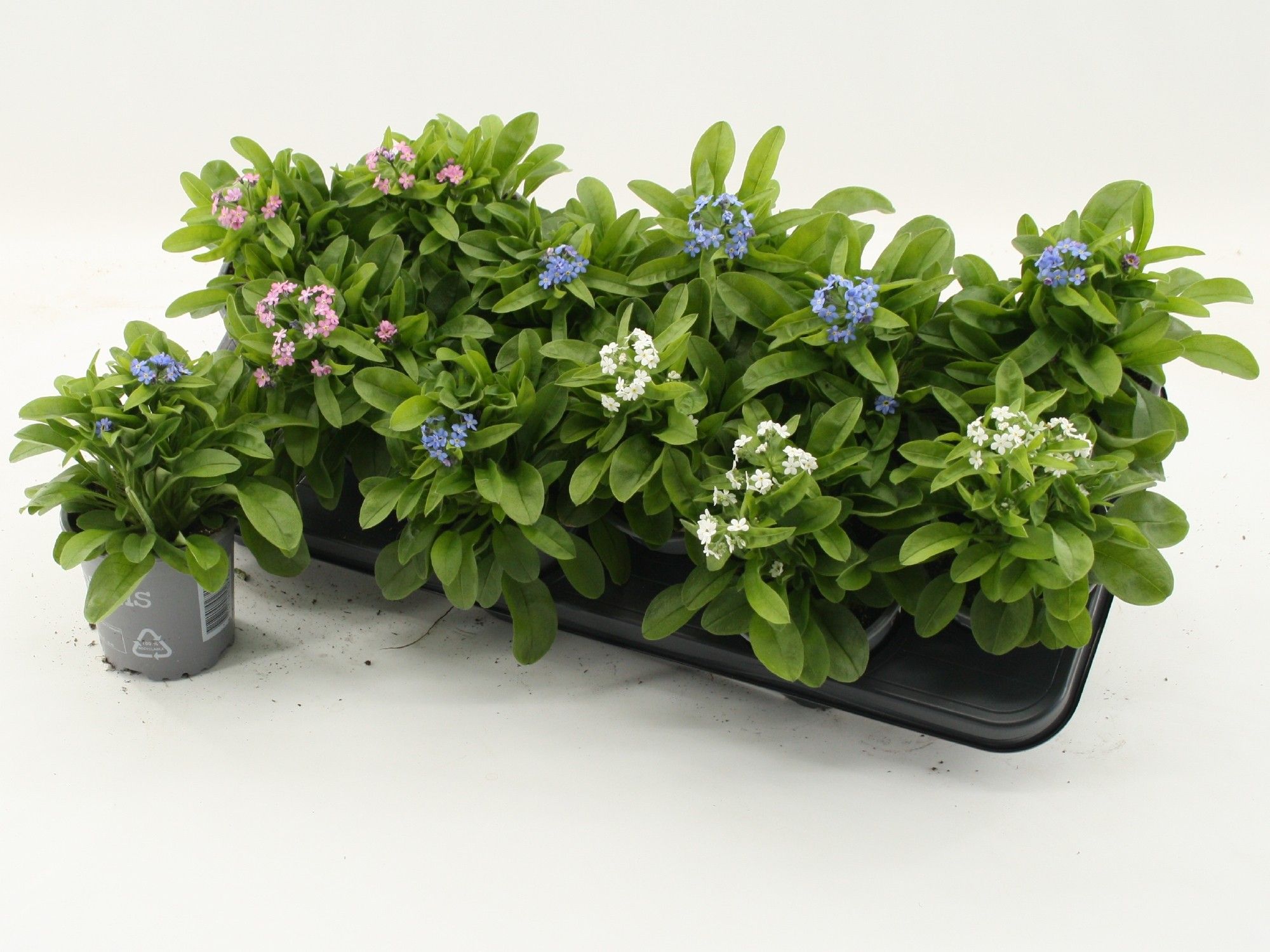 Myosotis Mixtray, D 10,5