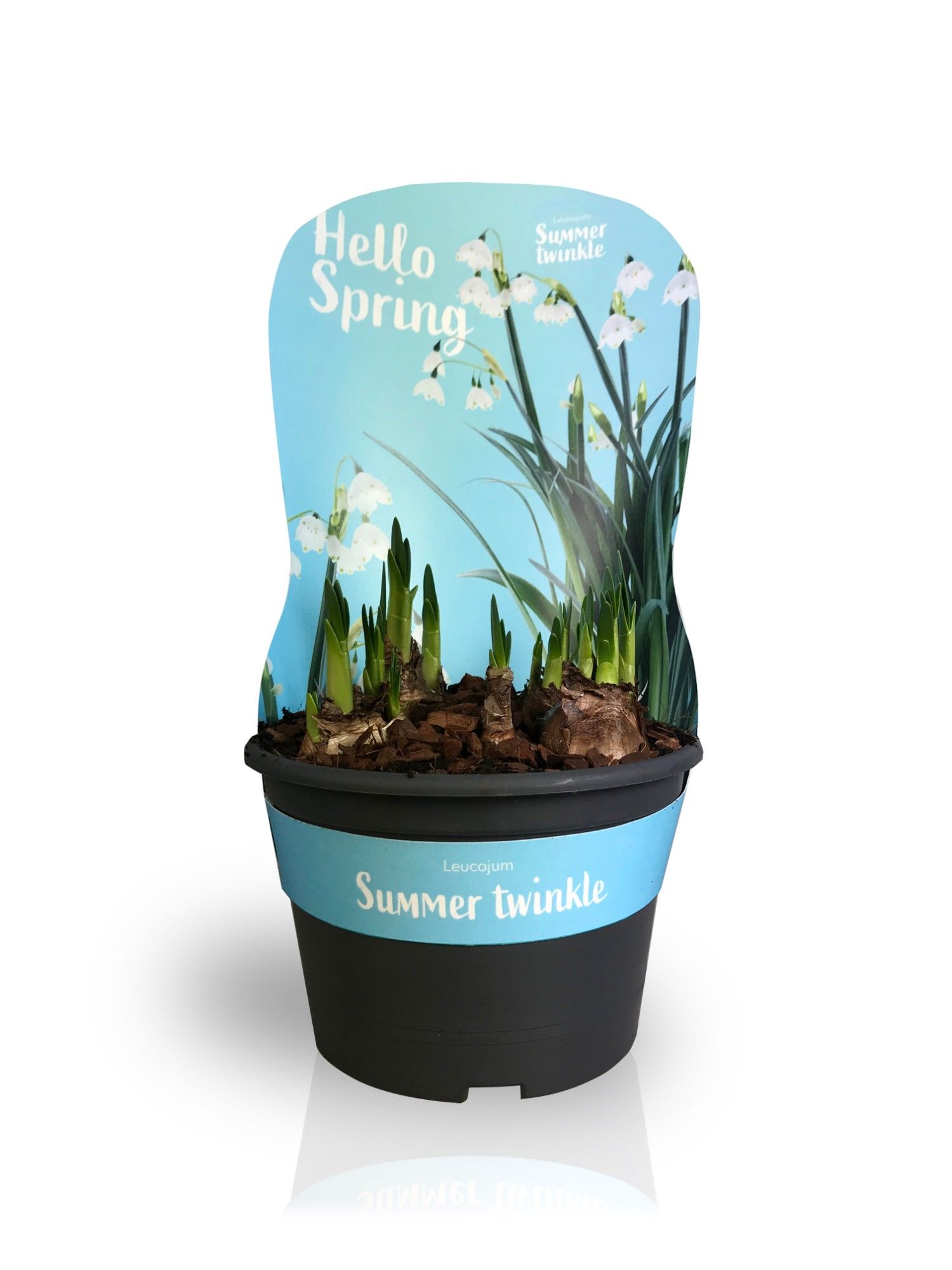 Leucojum Summer Twinkle met potcover, D 15
