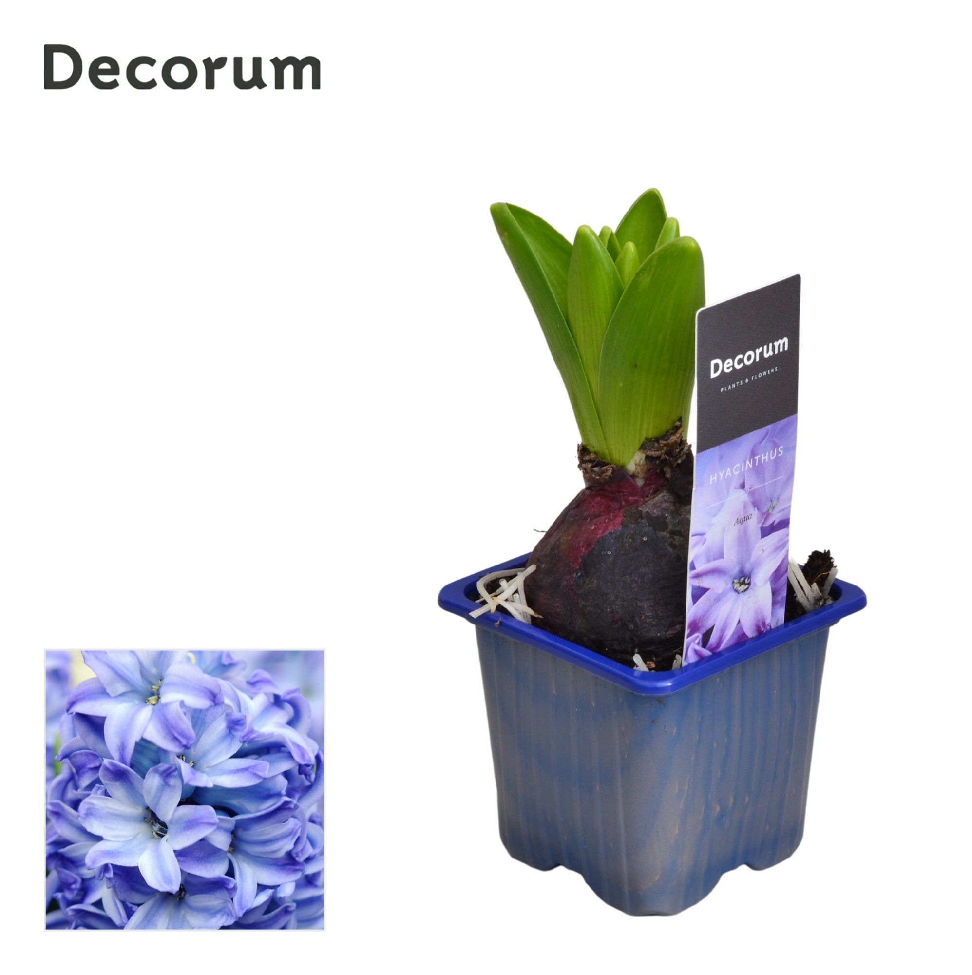 Hyacint Aqua met etiket, D 7
