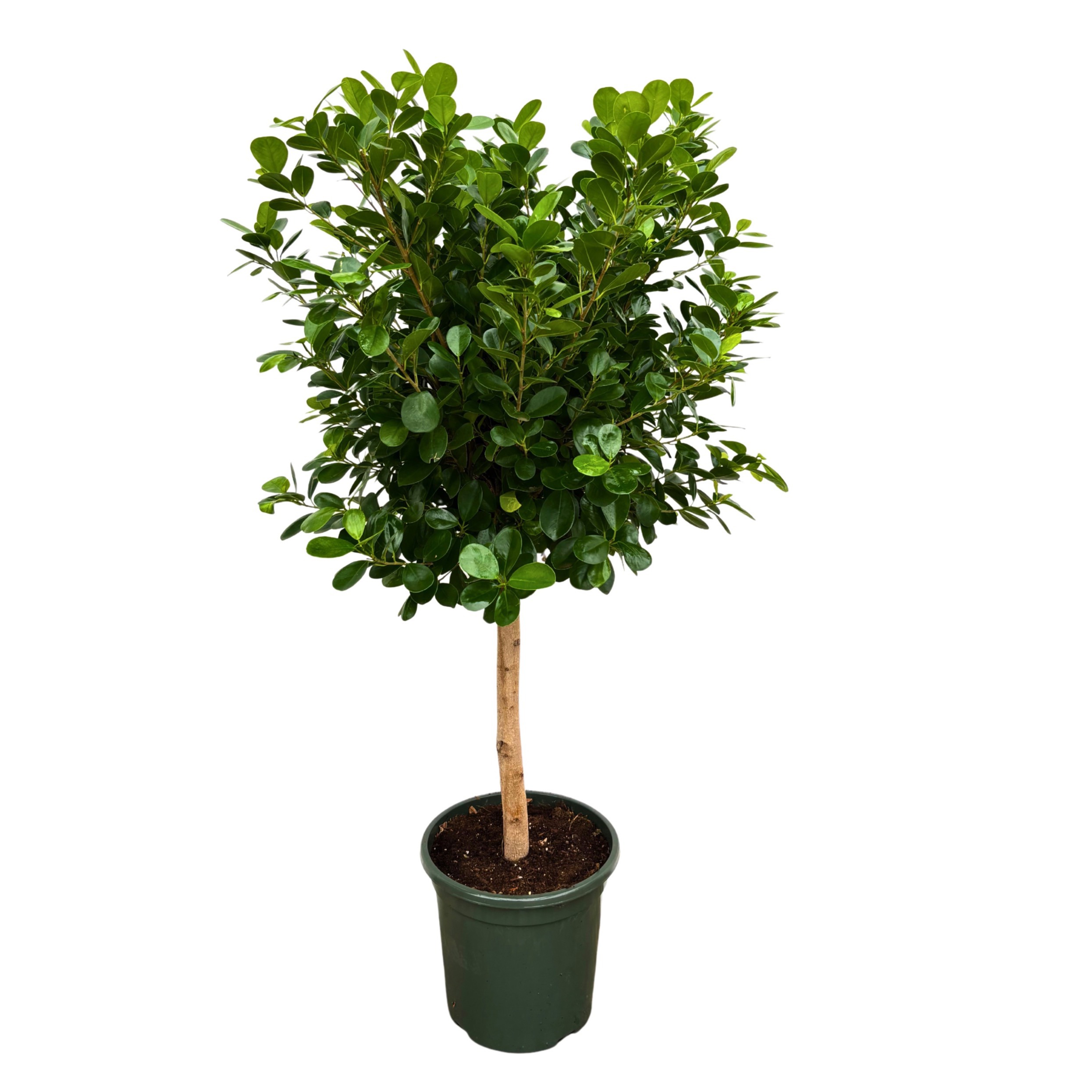 Ficus Microcarpa 'Moclame', D 30