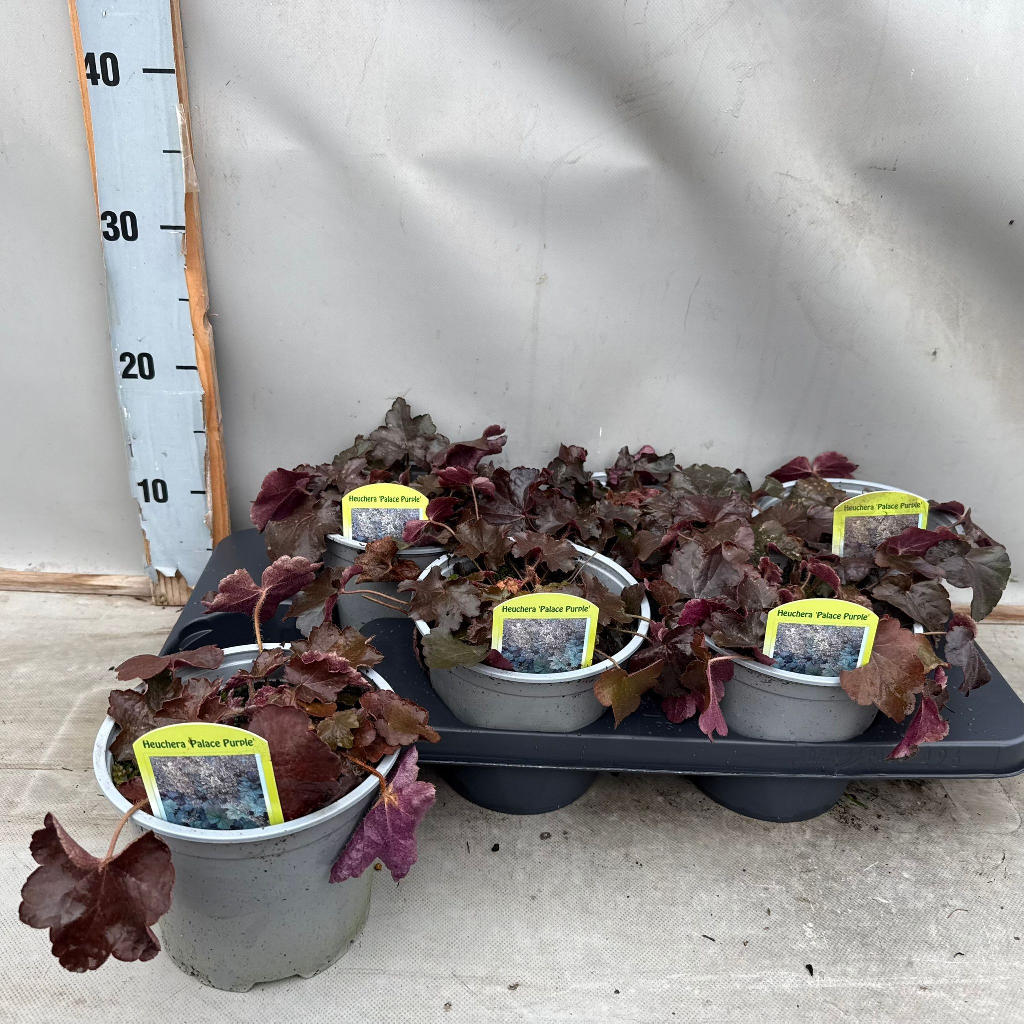 Heuchera Palace Purple, D 15