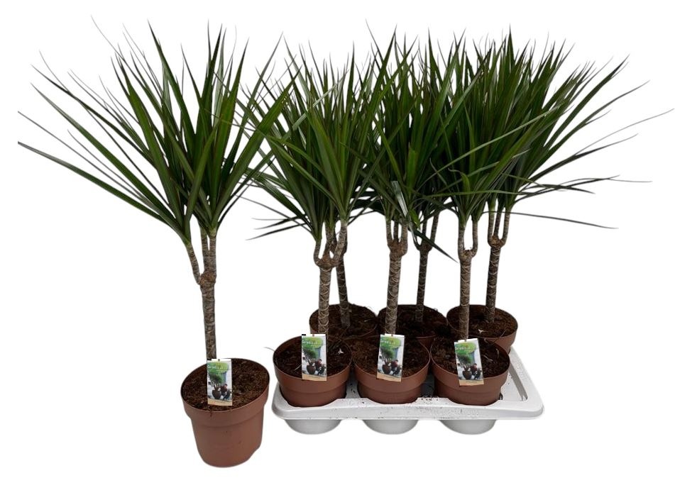 Dracaena Marginata enkele stam, D 17
