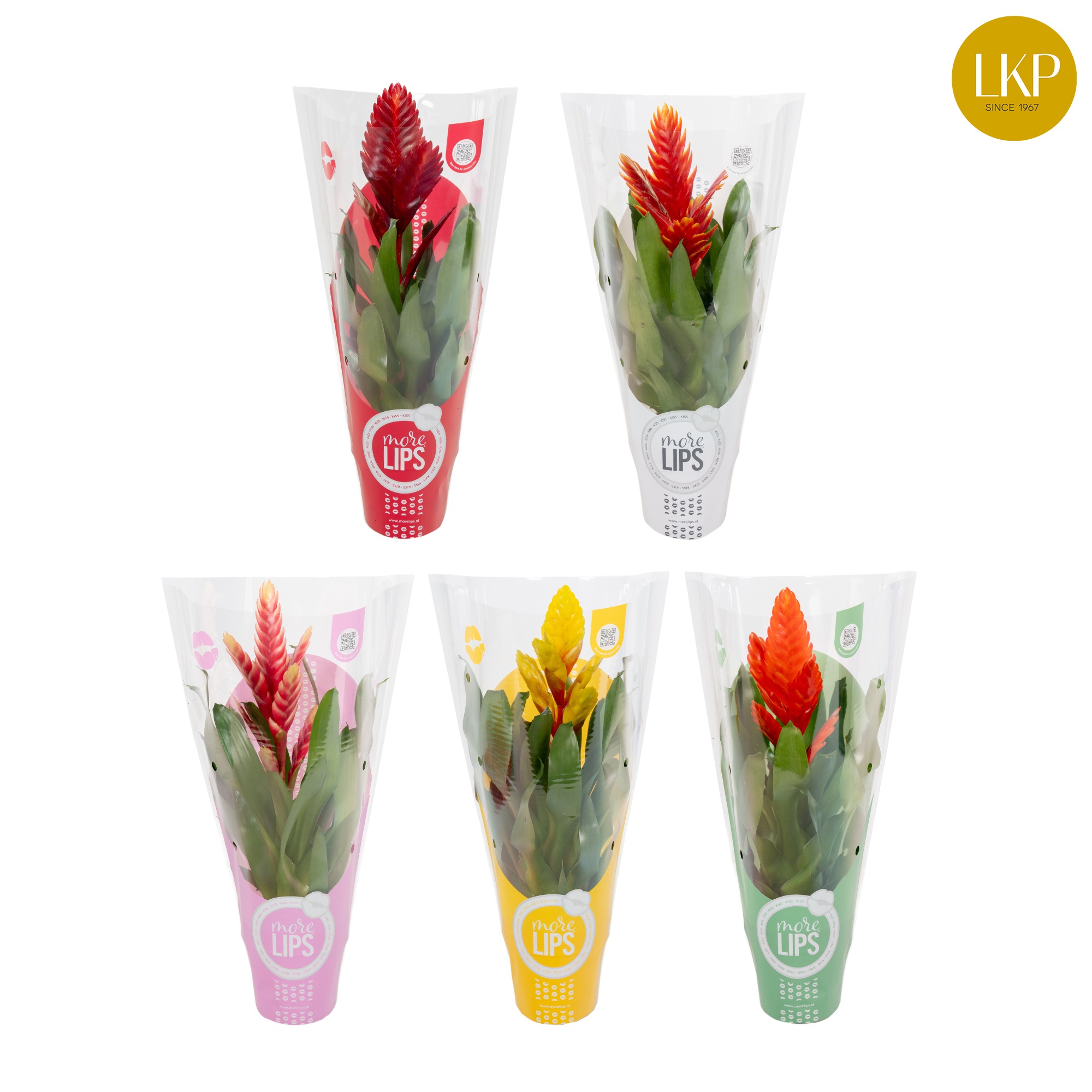 Vriesea Sensation 8 soorten Gemengd MoreLIPS®, D 12