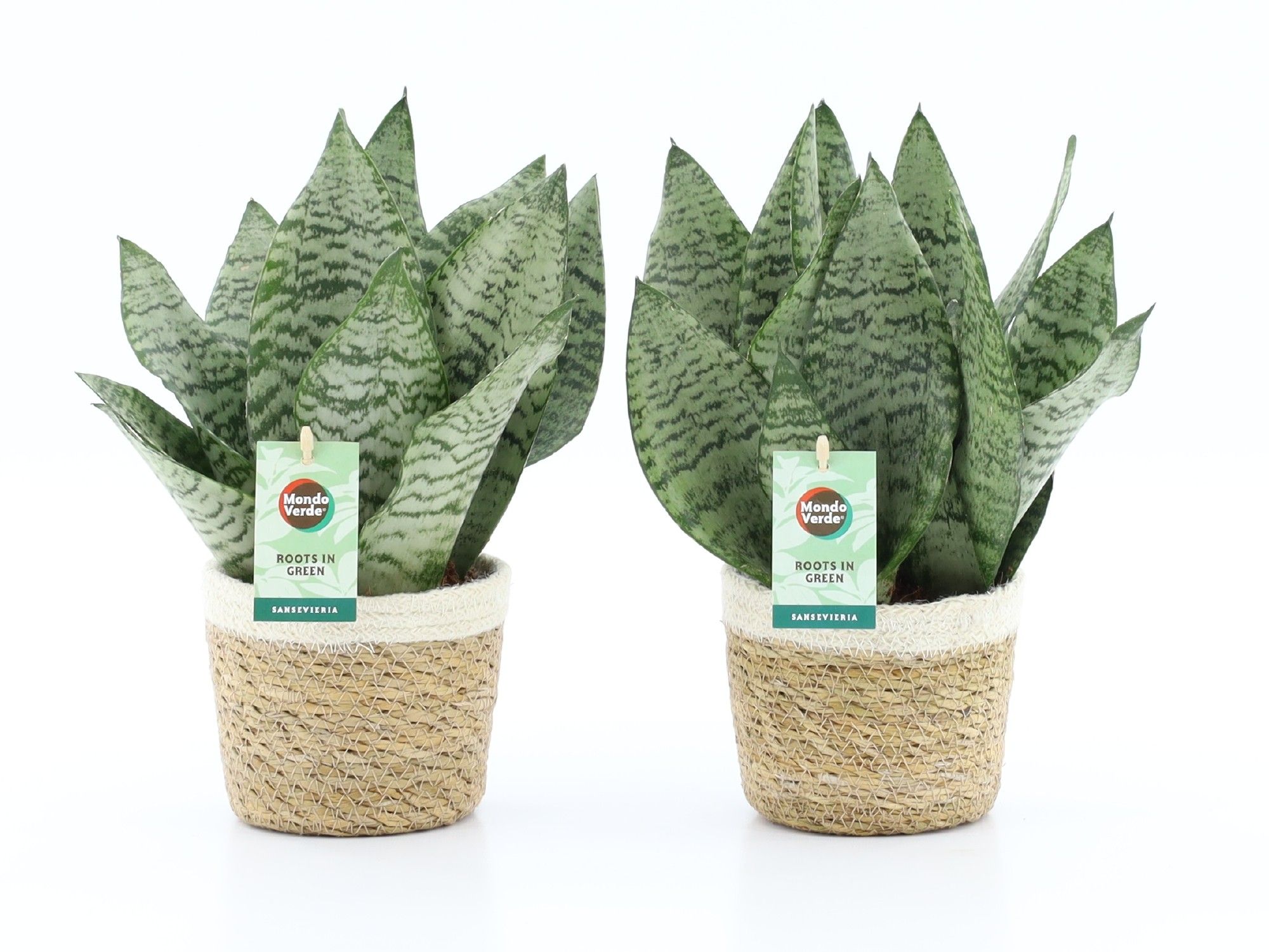 Sansevieria Black Coral in Noah Korb, D 14