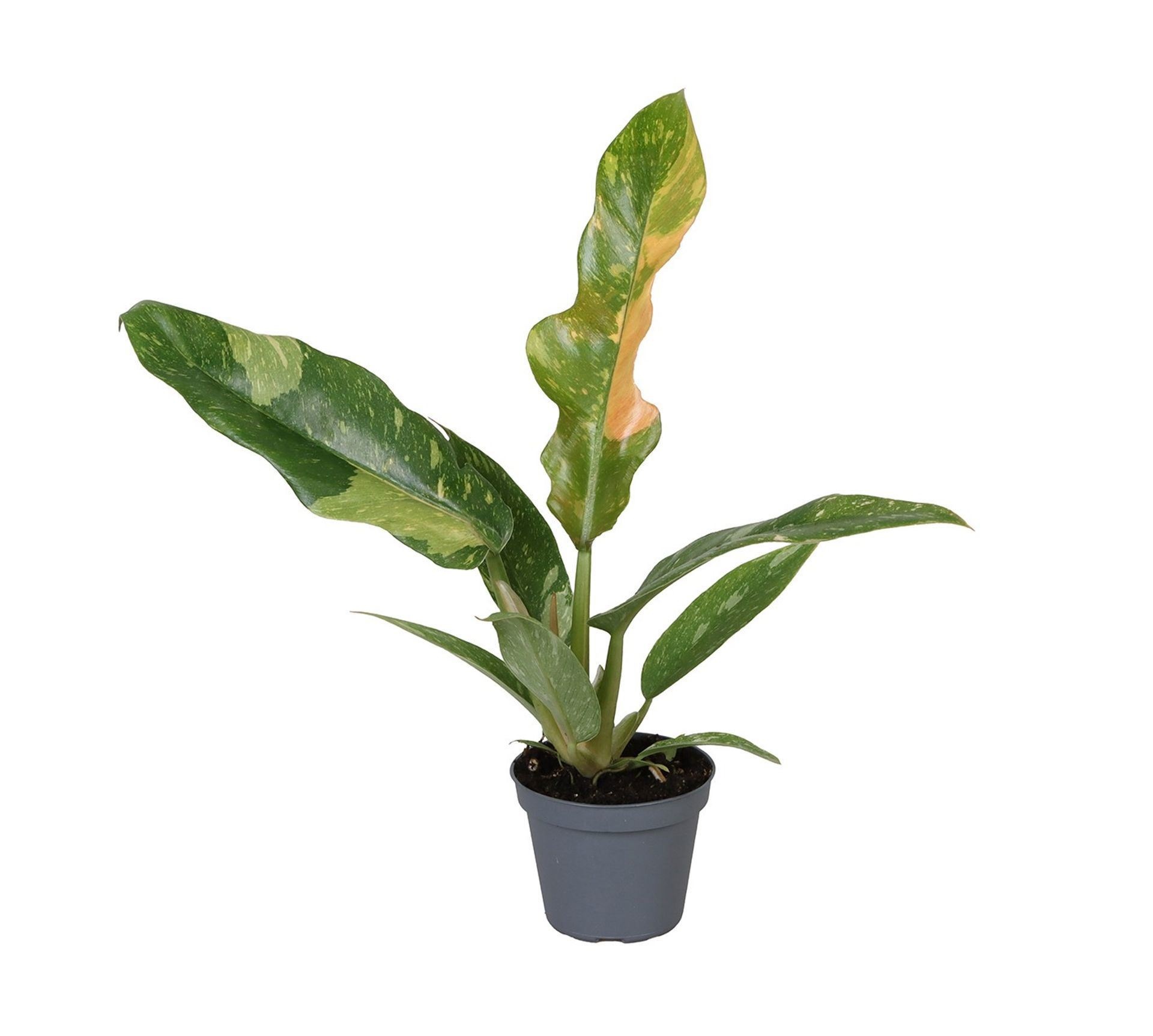 Philodendron Ring of Fire, D 6