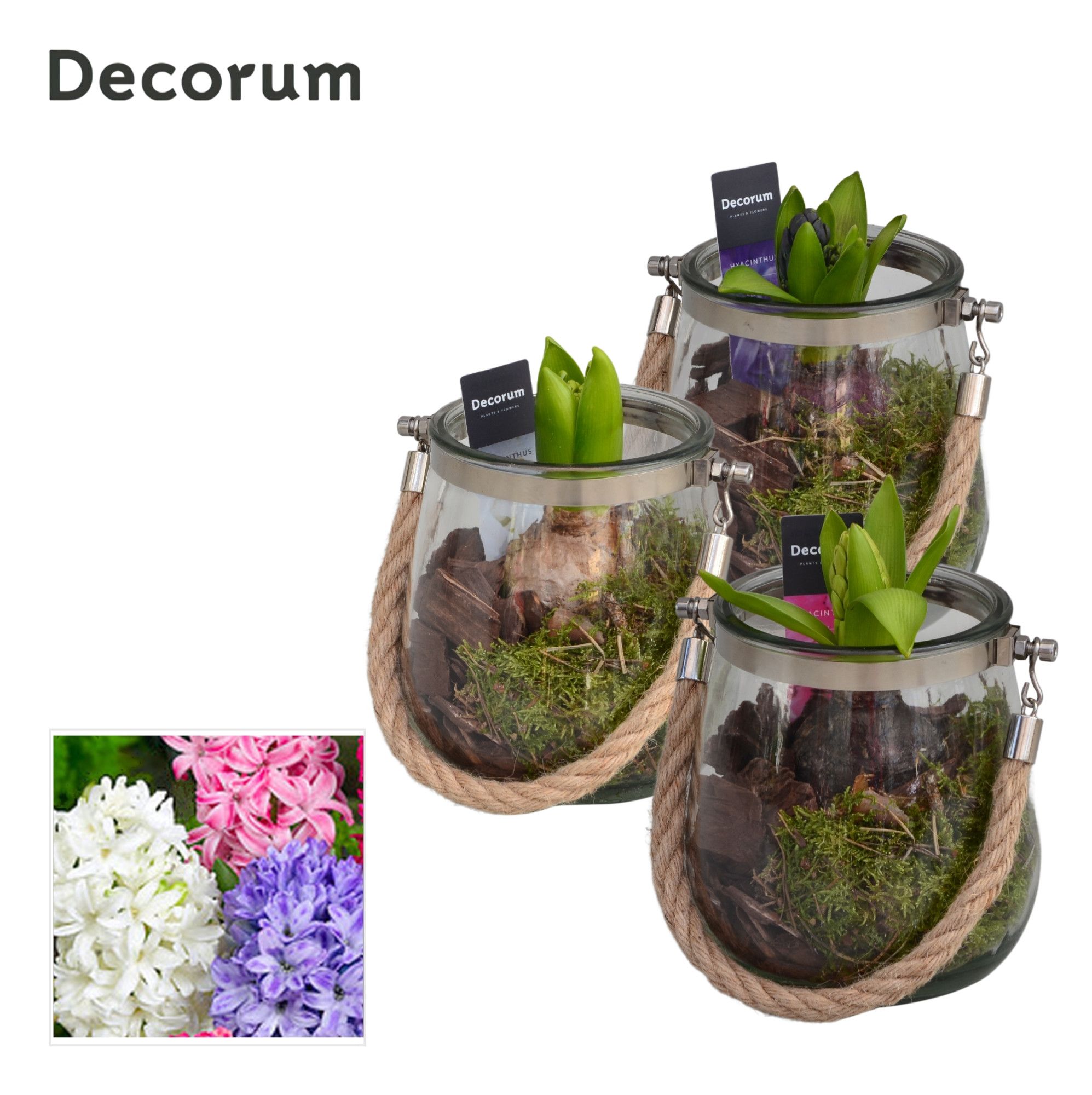 Hyacint Glas met Touw HL13800 [PURE], D 13