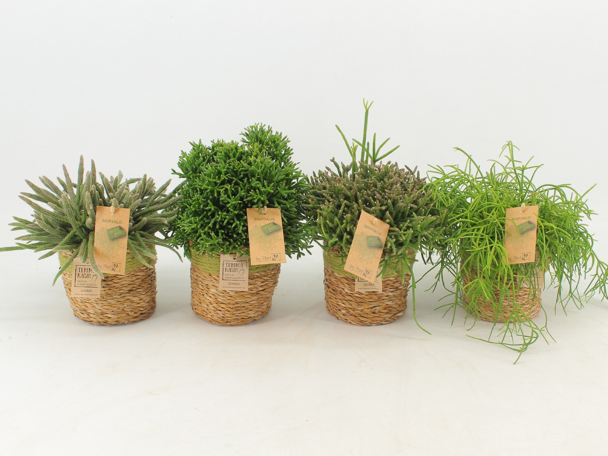 Rhipsalis Gemengd P12 Mand Gaby Green, D 13