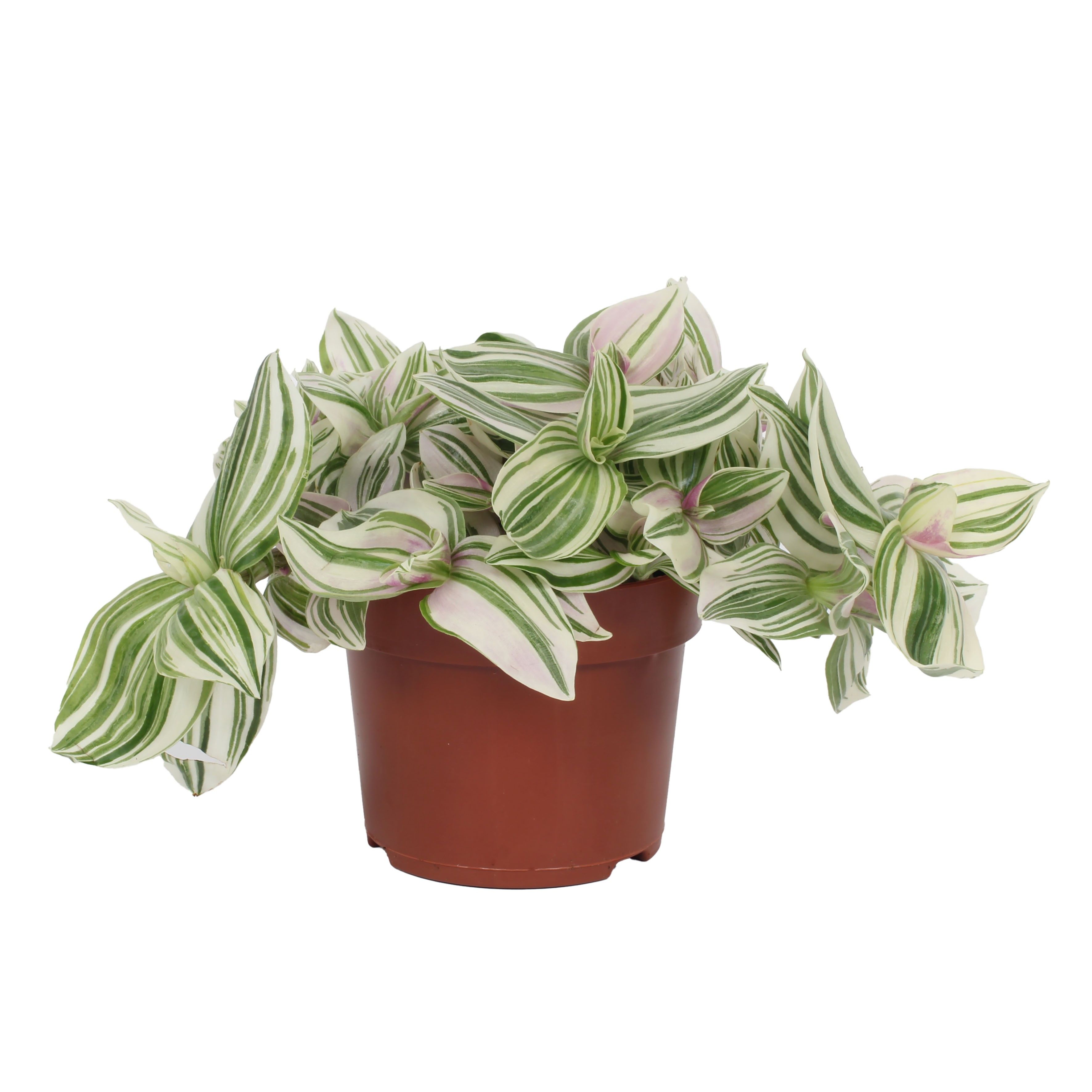 Tradescantia Unicorn - Lilac Prairie 12cm, D 12