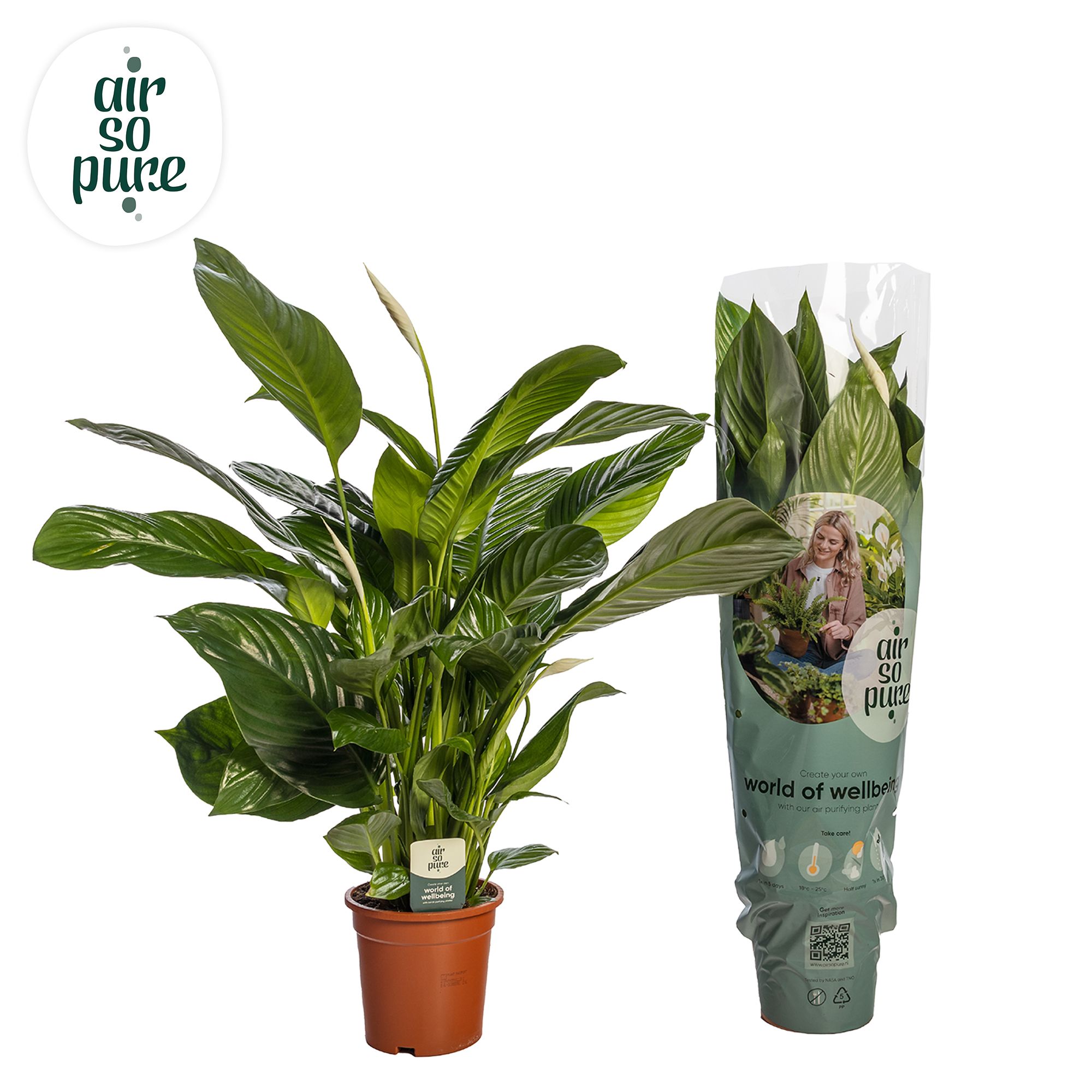 Spathiphyllum 'Isabella' ASP, D 19