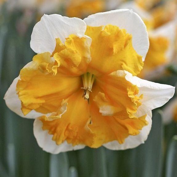 NARCISSUS INCOMPARABILIS 'LOVE CALL', D 11