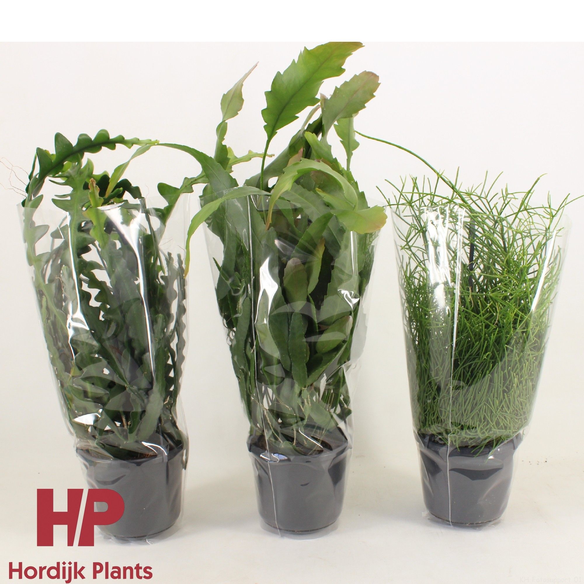 Rhipsalis 'Mix' 15cm, D 15