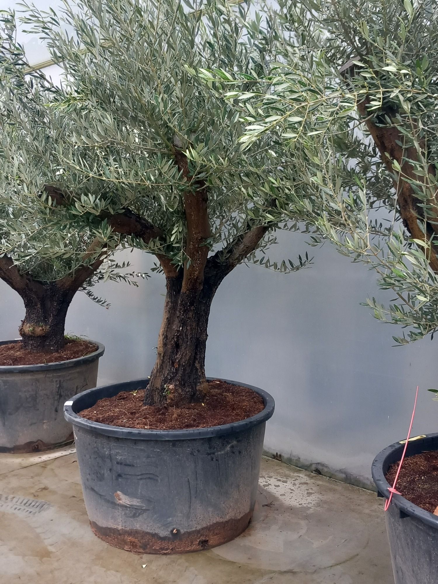 olea europaea, D 85