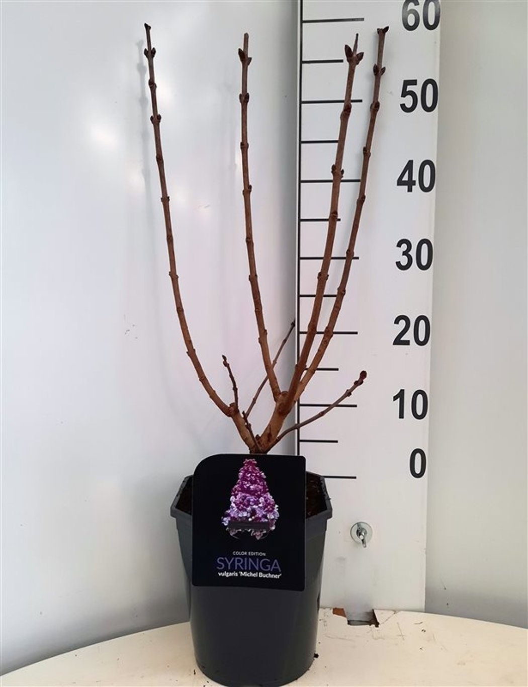 Syringa vulgaris Michel Buchner, D 21