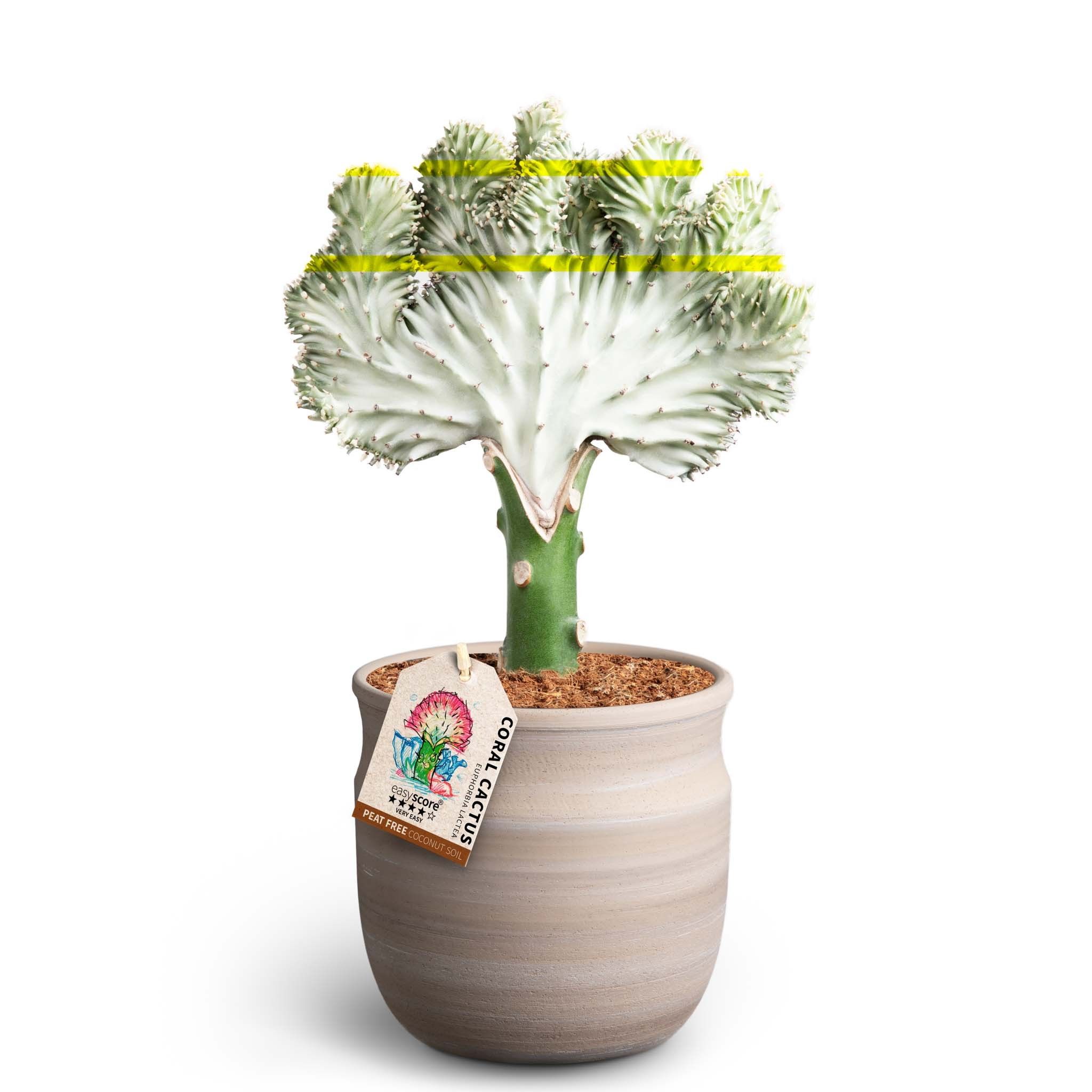 Maceta Sand, Euphorbia lactea, D 12