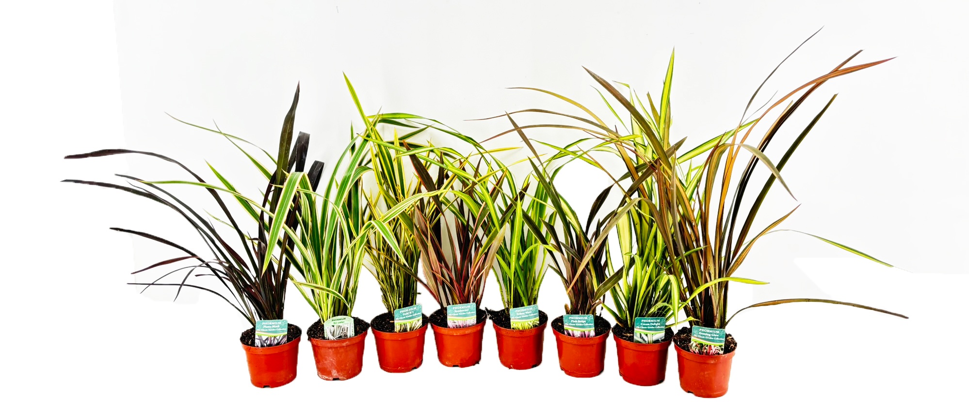 Phormium mix, D 13