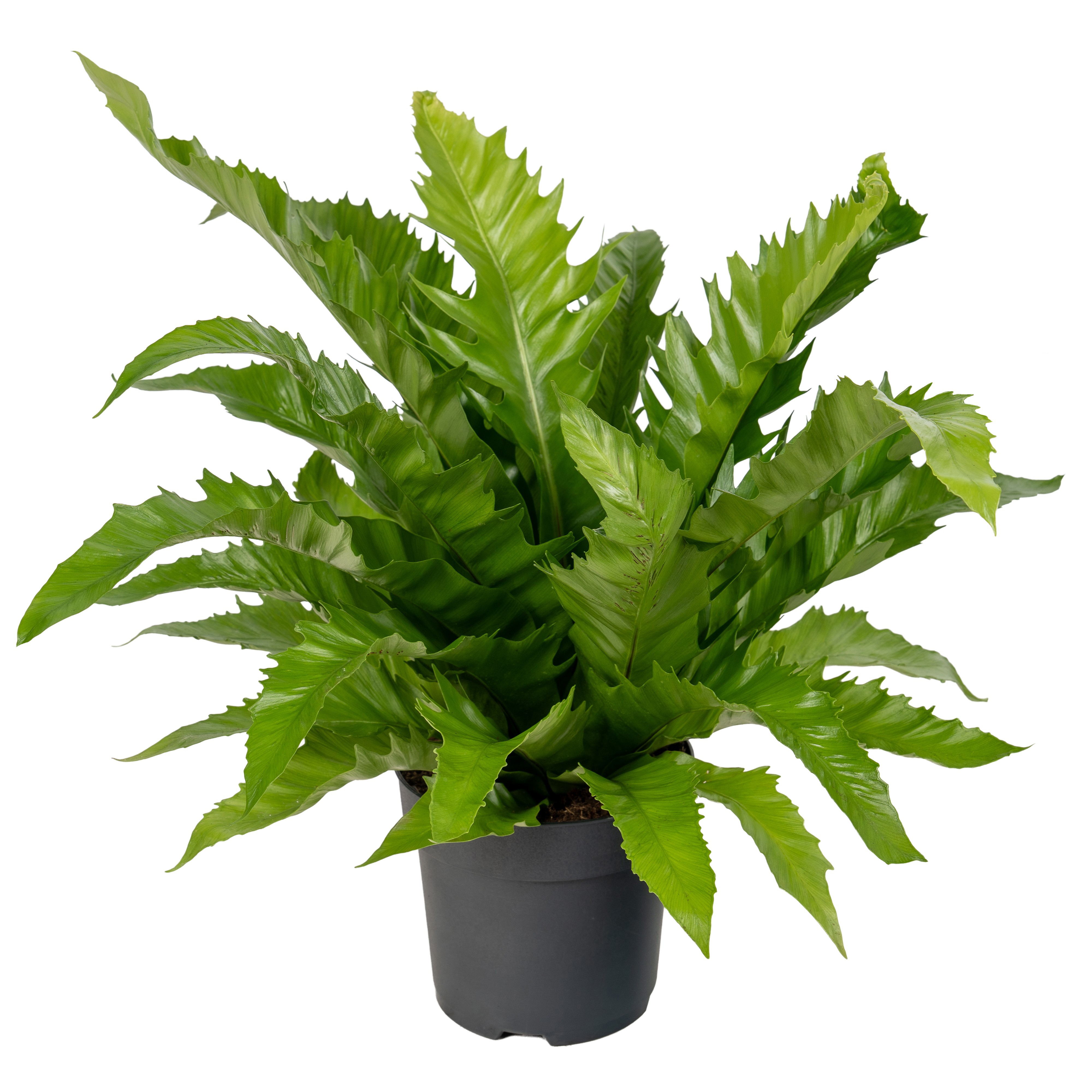 Asplenium Gioia, D 17