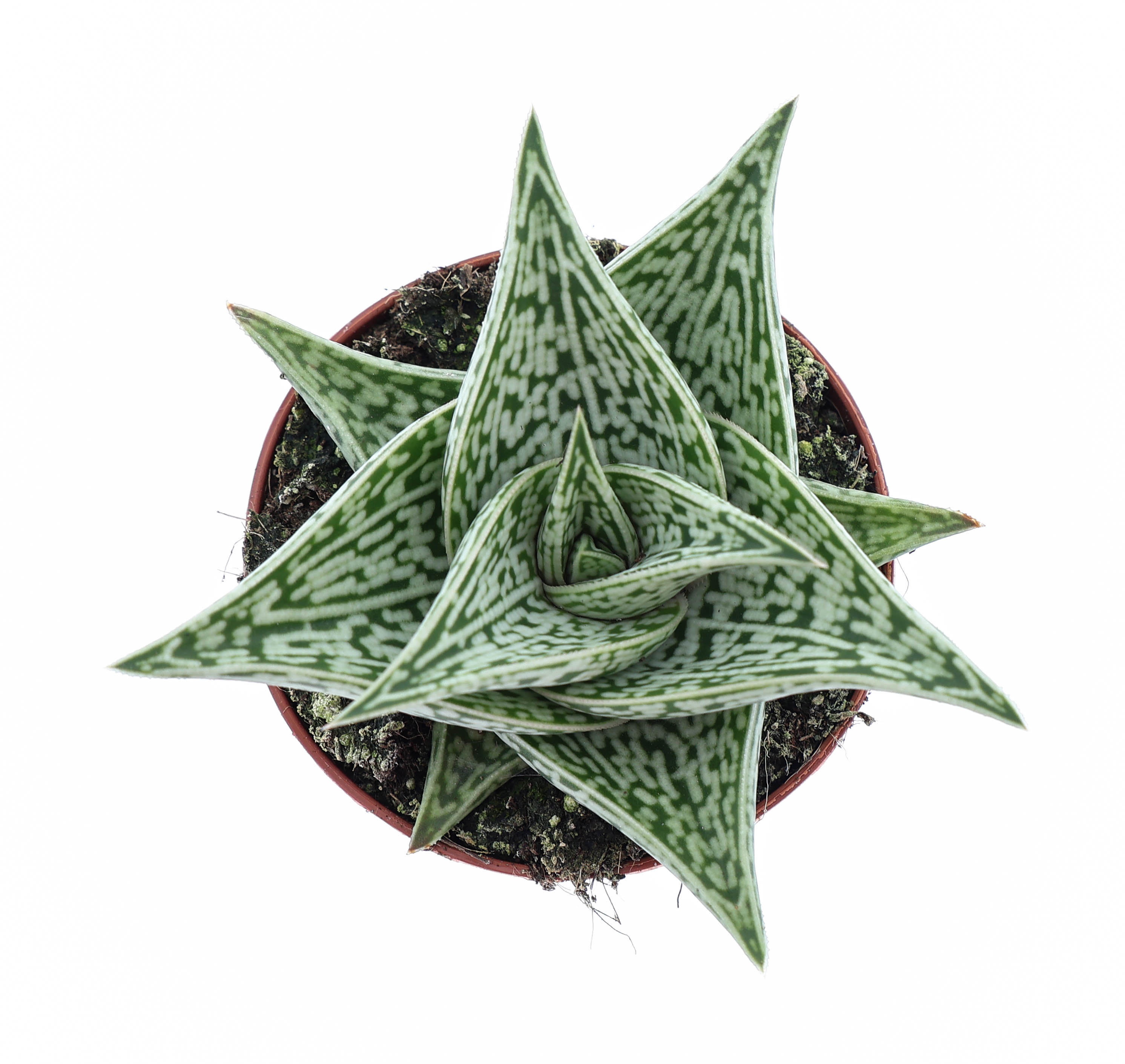 Aloe variegata tribal, D 8,5