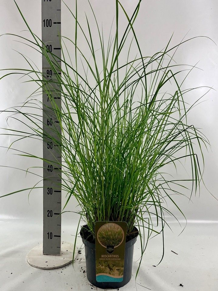 Miscanthus sin. 'Kleine Silberspinne', D 23
