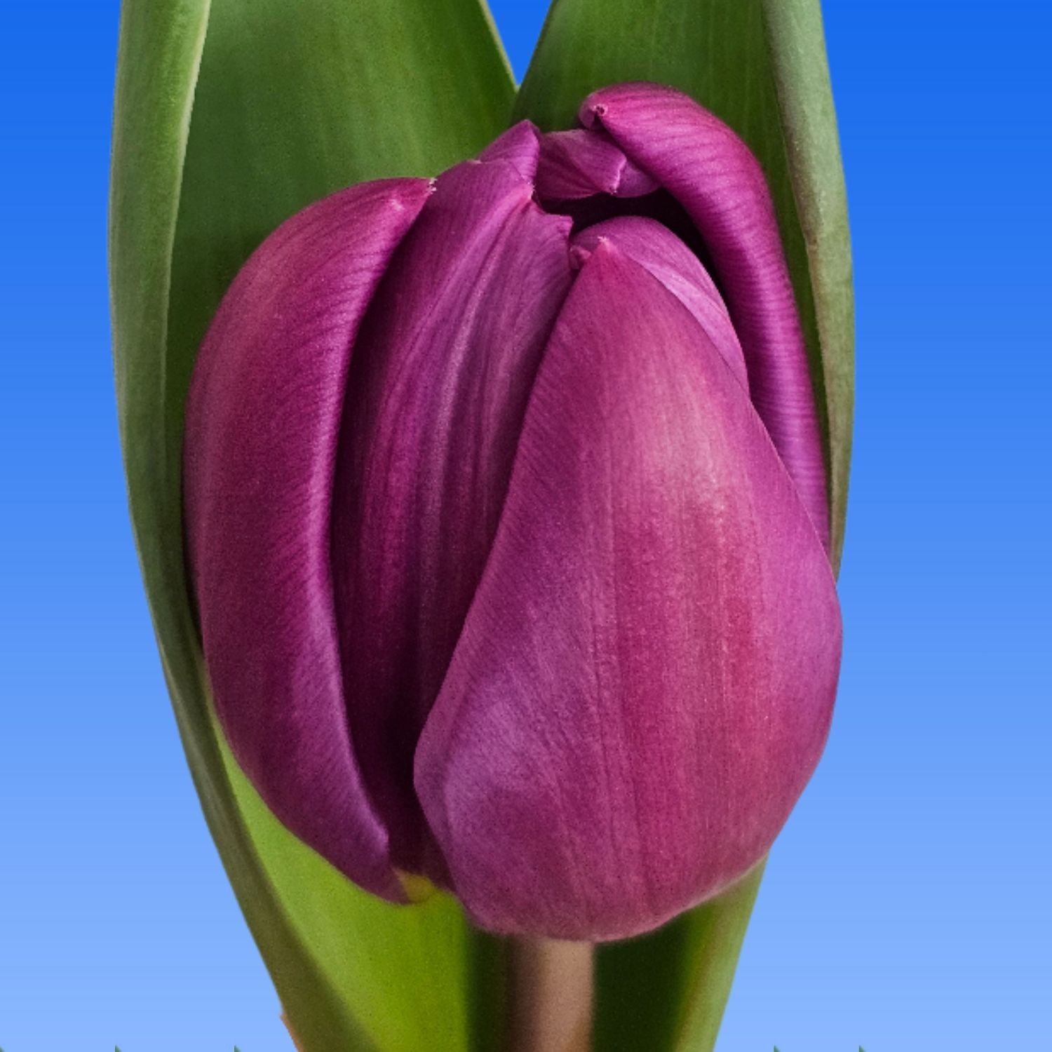 Тюльпан дв. Респектабл, шт.