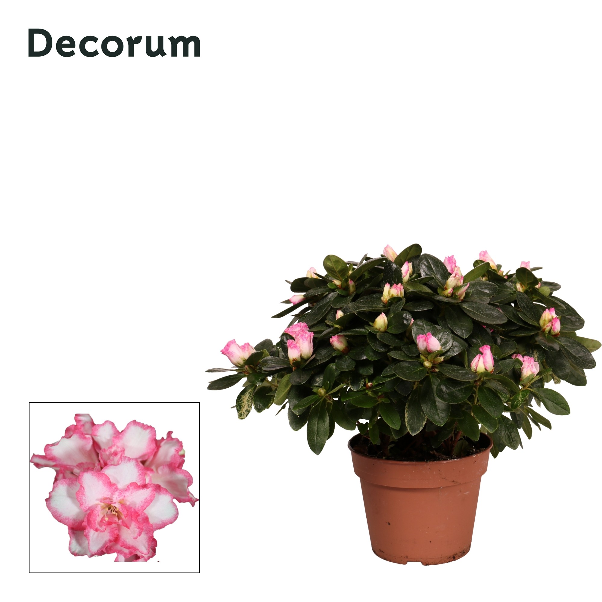 Azalea 'bont' 30 - 32 cm Decorum, D 14