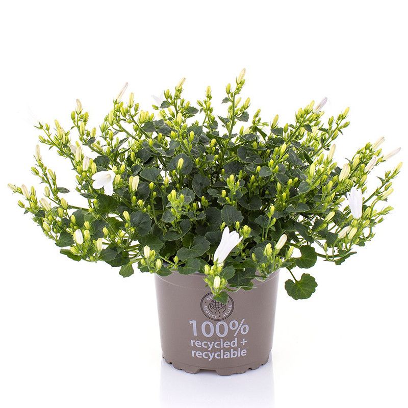 Campanula port. 'Royal White' 1-15 open Bloemen, D 10,5