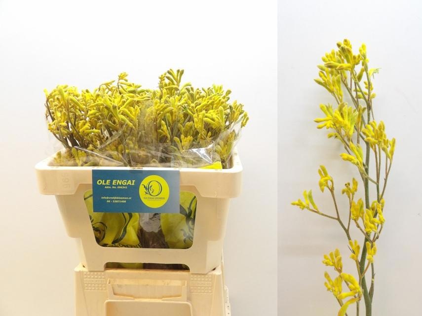 Анигозантус Еллоу Микс 50 (желт.), шт.