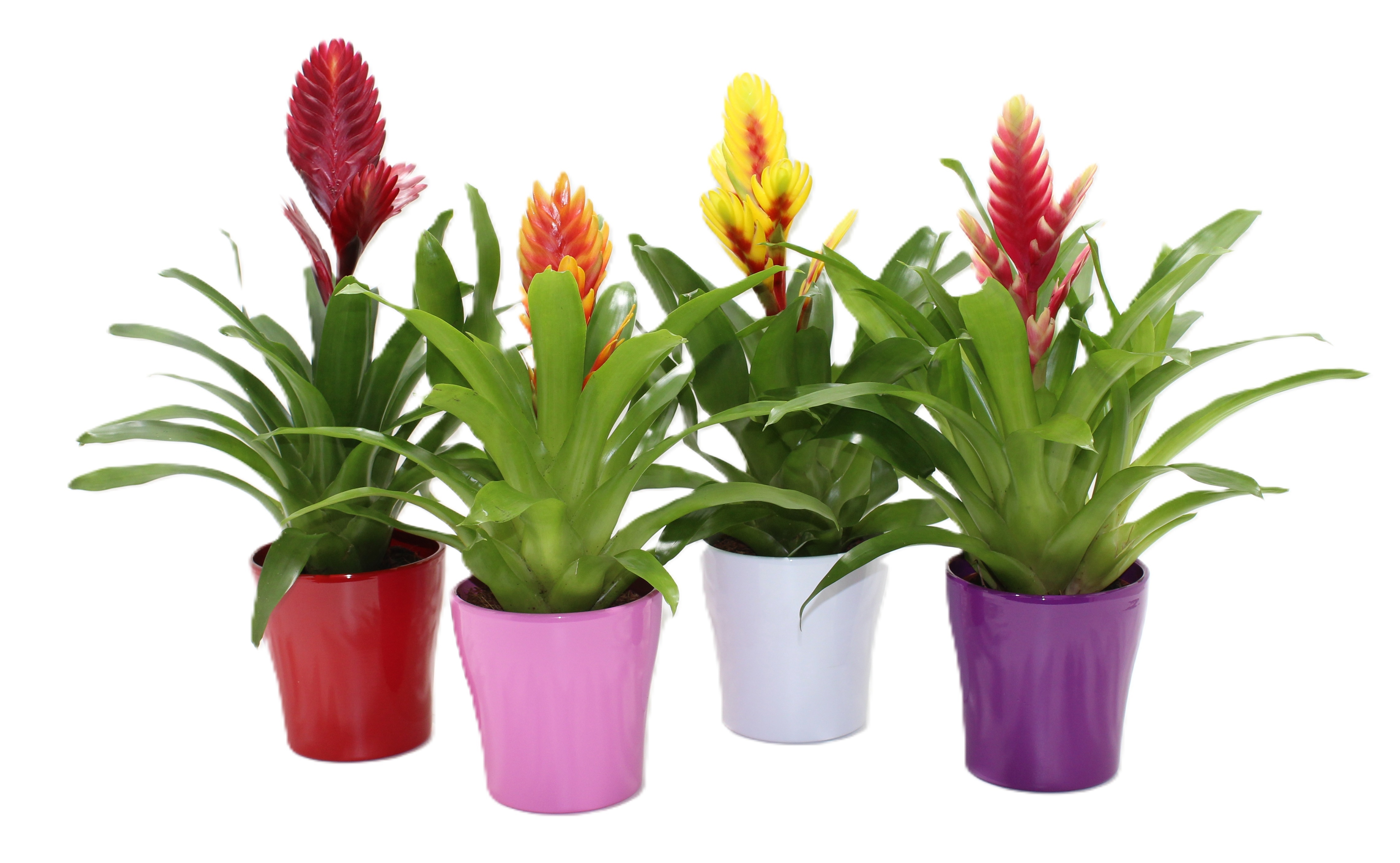 Bromelia Gemengd Coco (Met Hoes), D 12