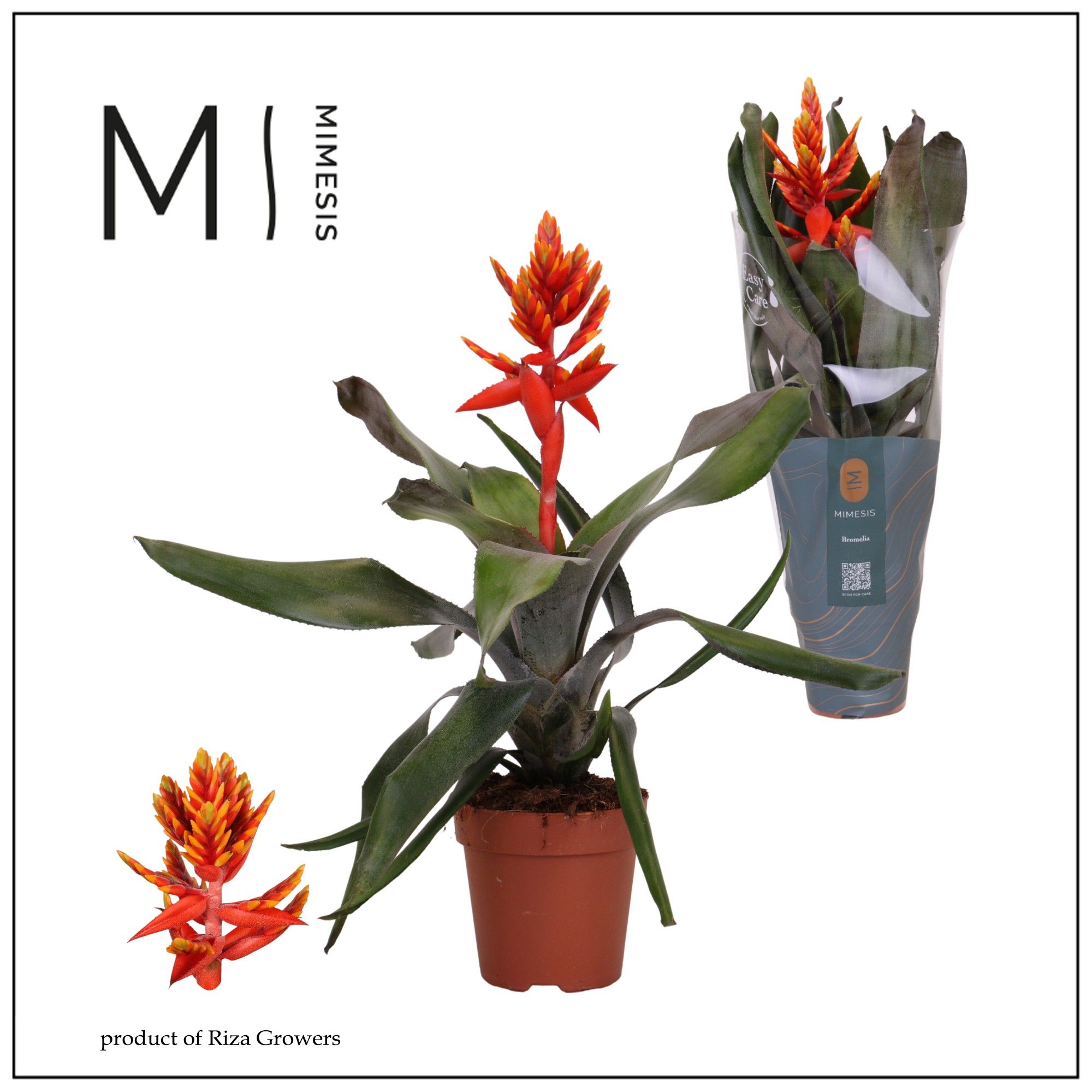 Aechmea Pepita Elegant Flames - 12cm | Mimesis, D 12