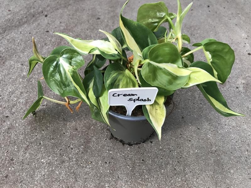 PHILODENDRON HEDERACEUM 'CREAM SPLASH', D 12