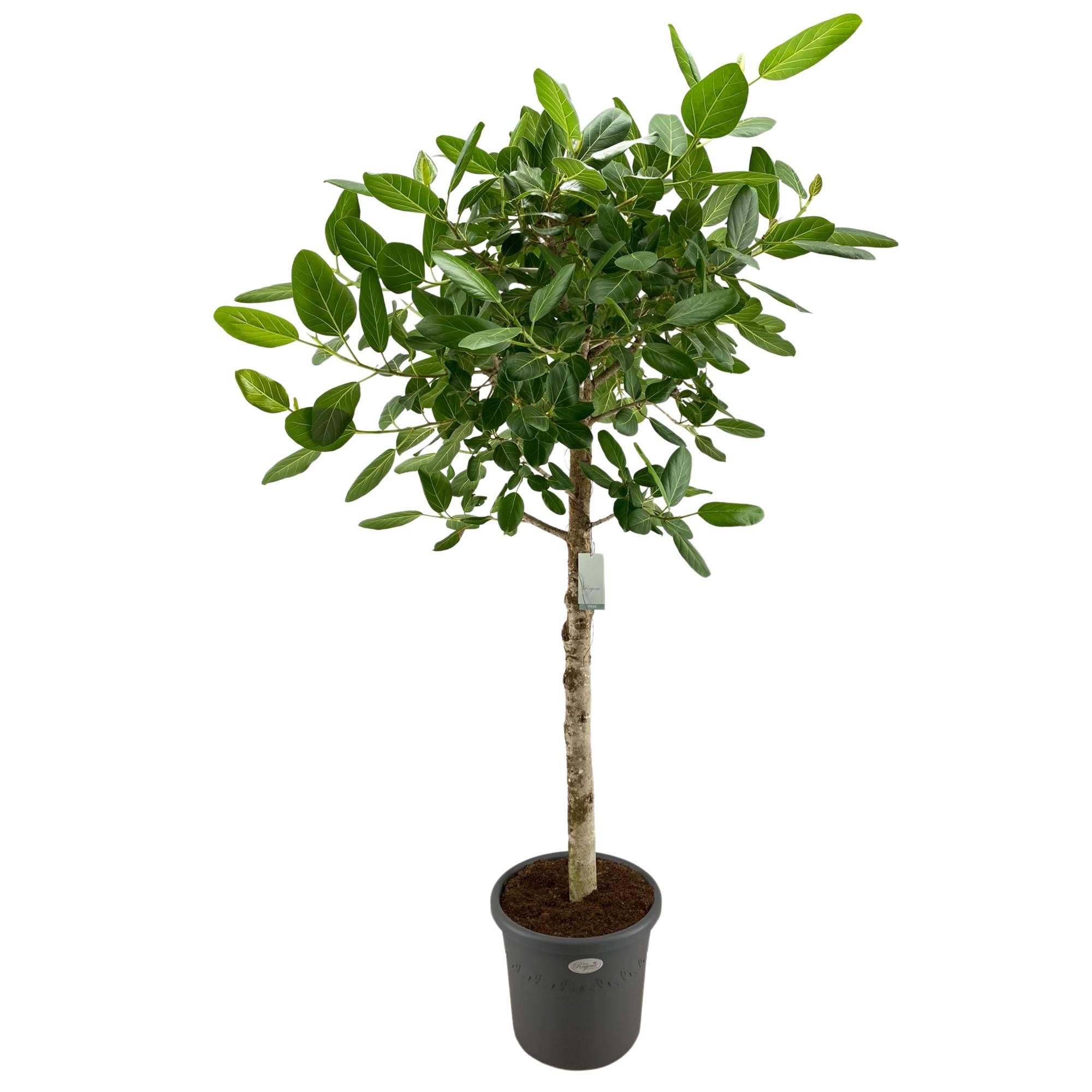 Ficus Benghalensis Audrey Rechte stam p40, D 40
