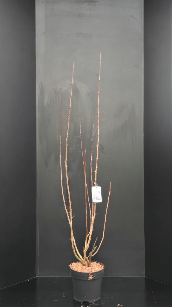 Ribes sanguineum 'King Edward VII, D 29