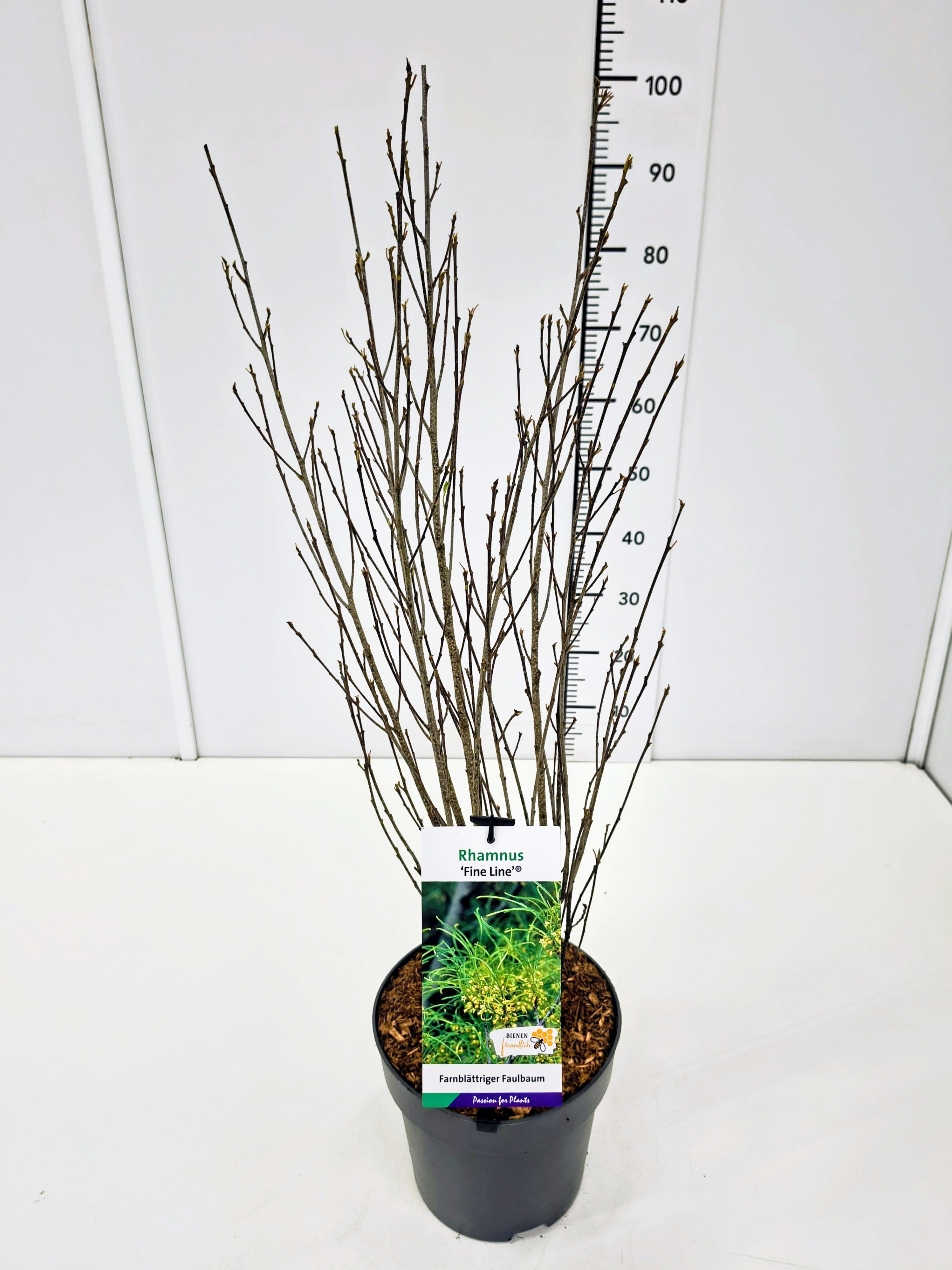 Rhamnus fran. 'Fine Line' 60-80C5, D 23