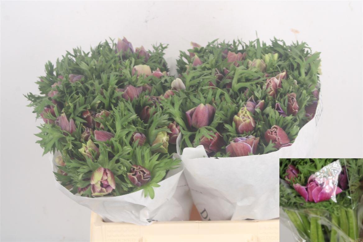 Анемон Мистраль + Рарити 45 (лаванд.), шт.